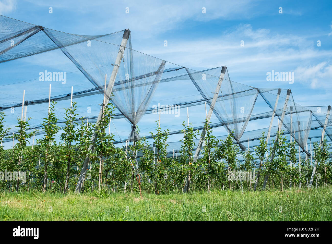 Plantation with apple trees and protection nets against birds and hail