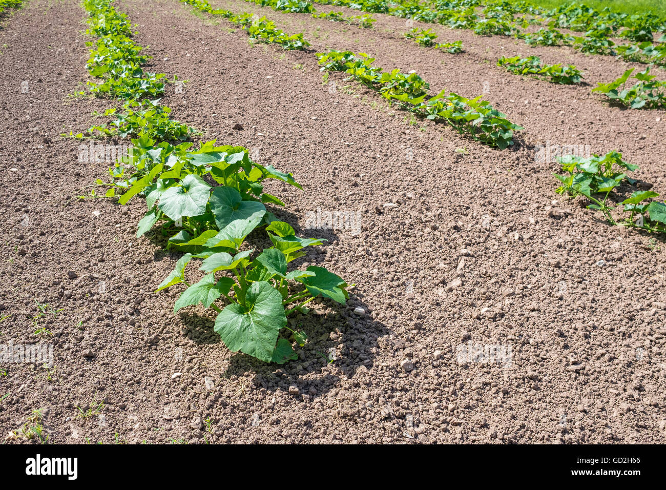Field with young pumpkin plants in summer Stock Photo - Alamy