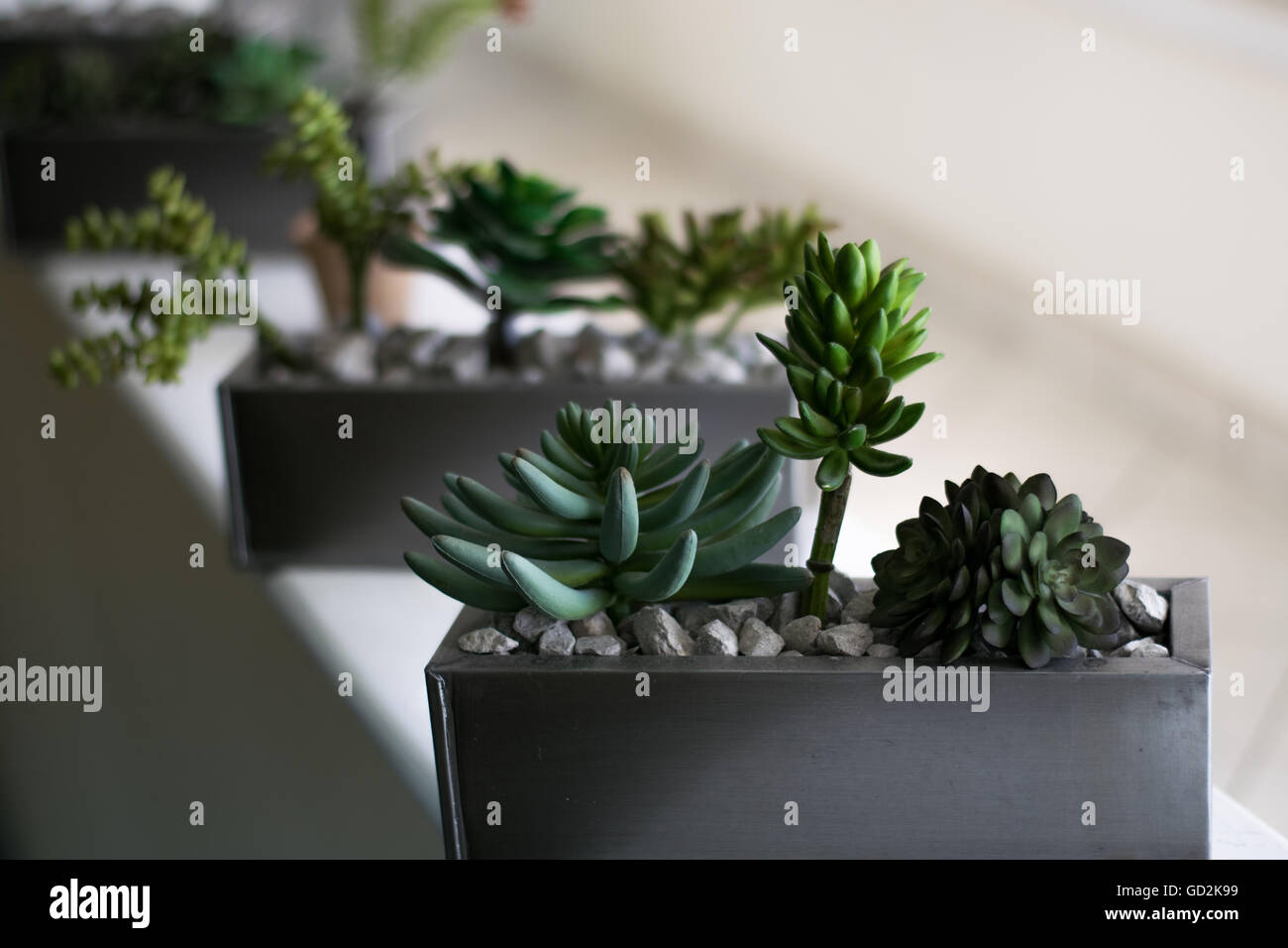 Indoor plants with Bokeh Stock Photo