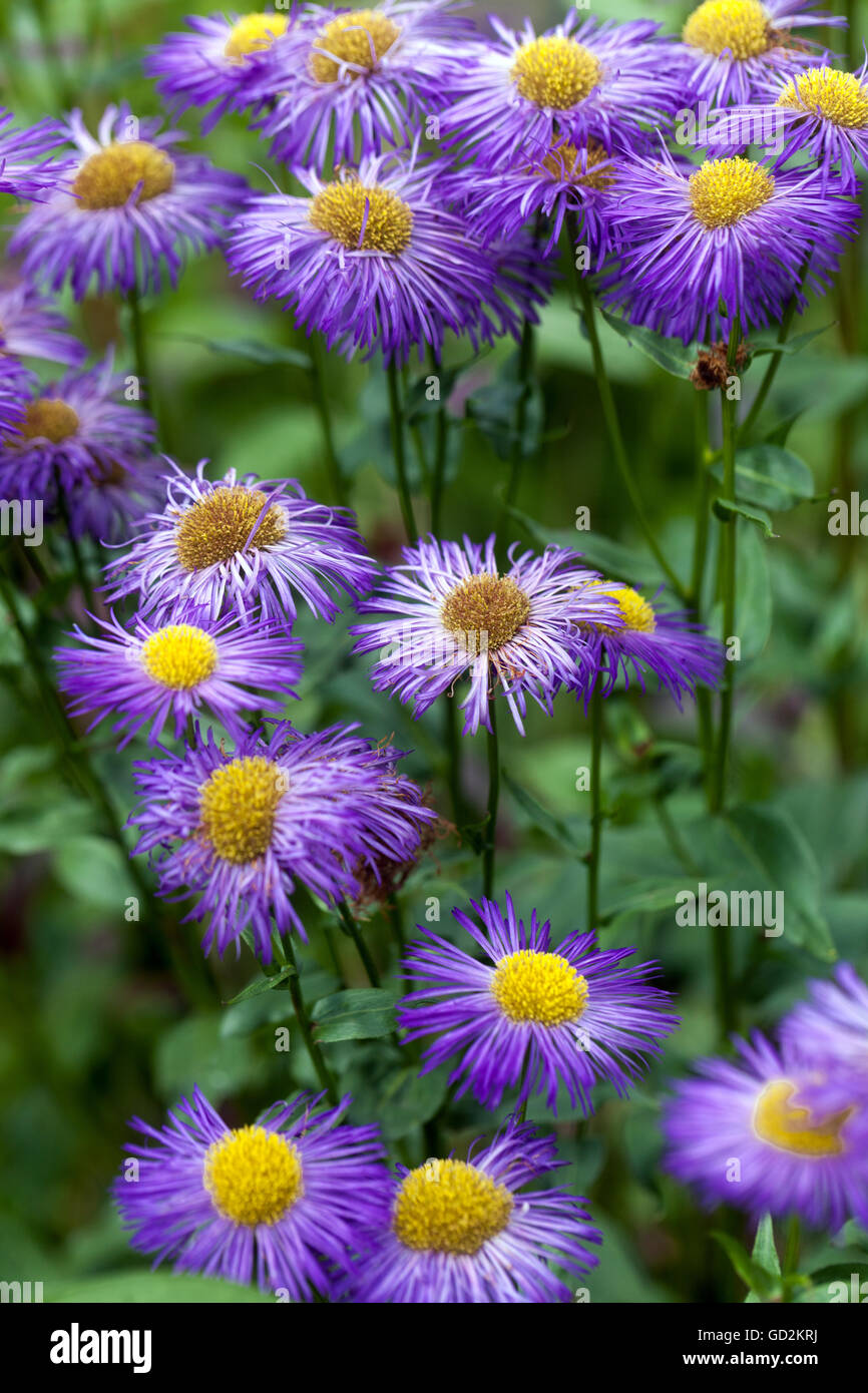 Erigeron 'Strahlenmeer', Fleabane Stock Photo