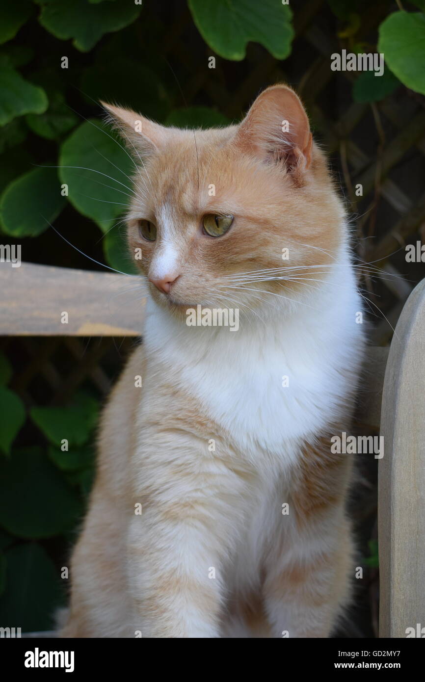 Ginger and white domestic cat sitting on garden bench Stock Photo - Alamy