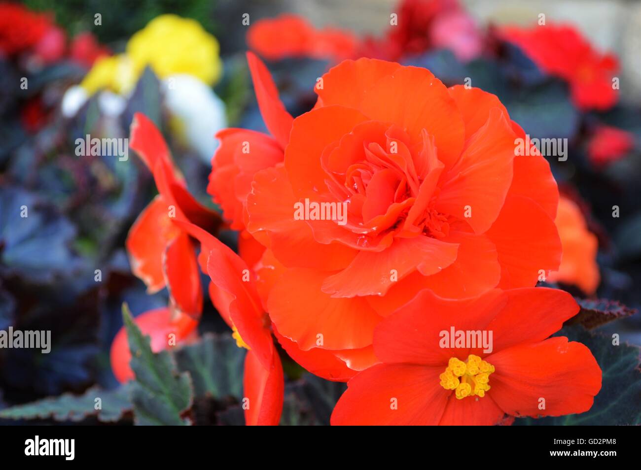 Red-Orange Flower in England Stock Photo