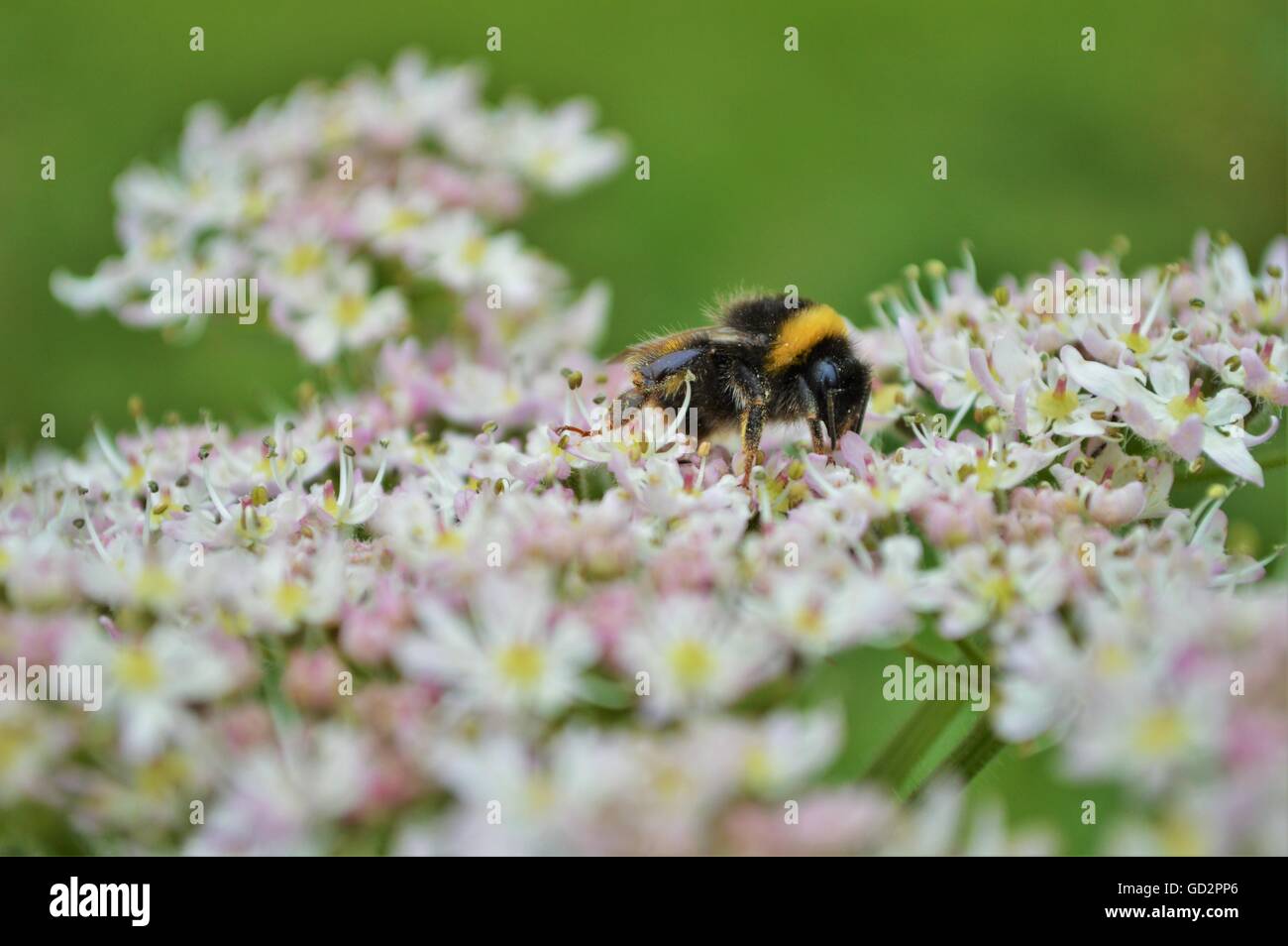 Bumble Bee on Flower Stock Photo