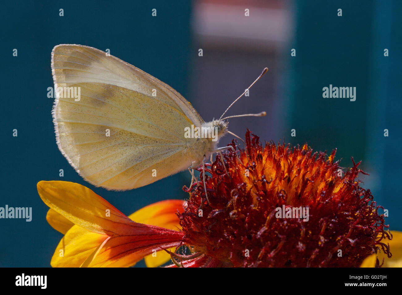 white cabbage butterfly on blanket flower Stock Photo Alamy