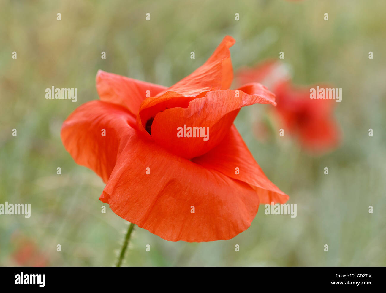 close up of red poppy flower Stock Photo