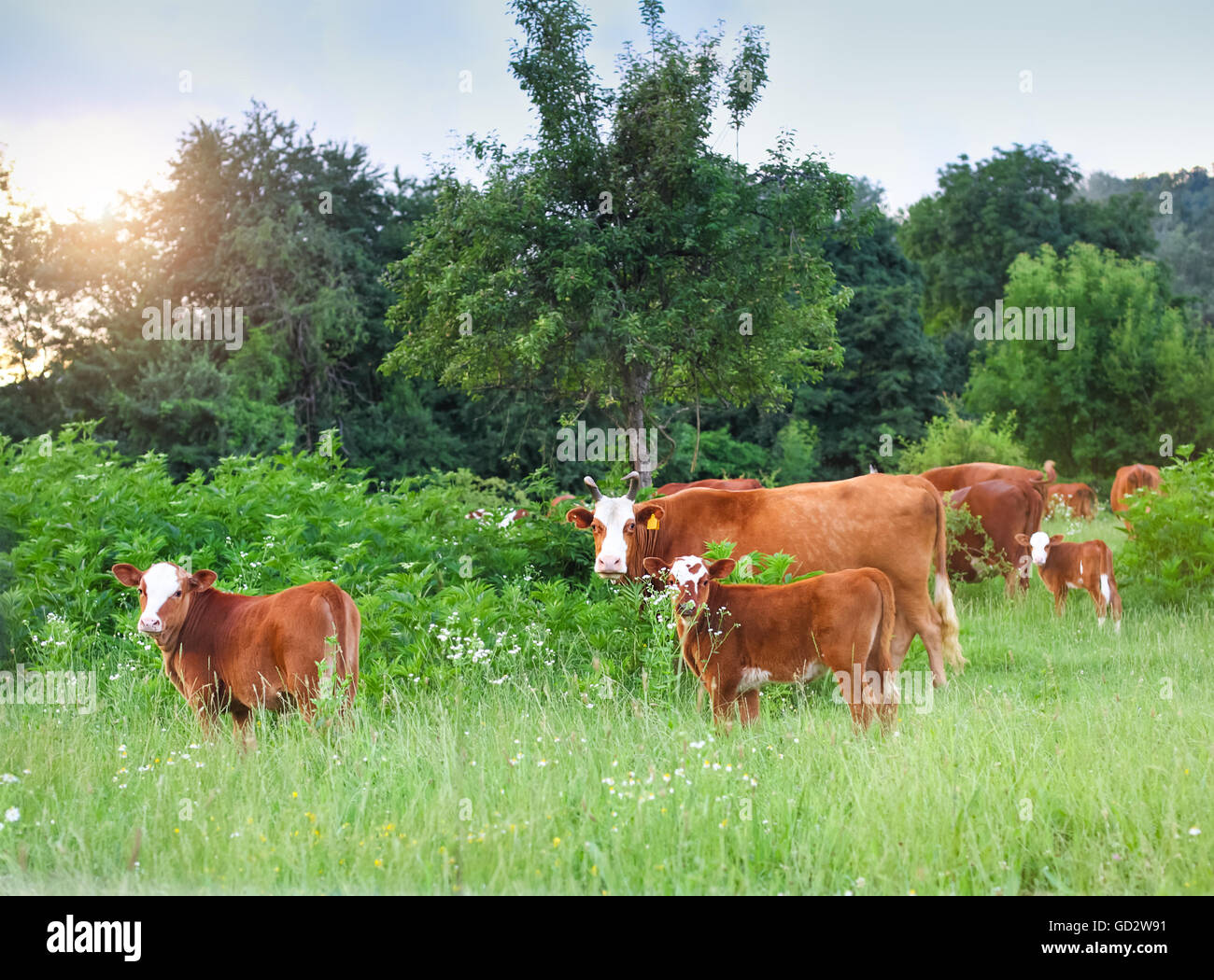 Herd of cows at summer green field. Summertime. Sunset Stock Photo - Alamy