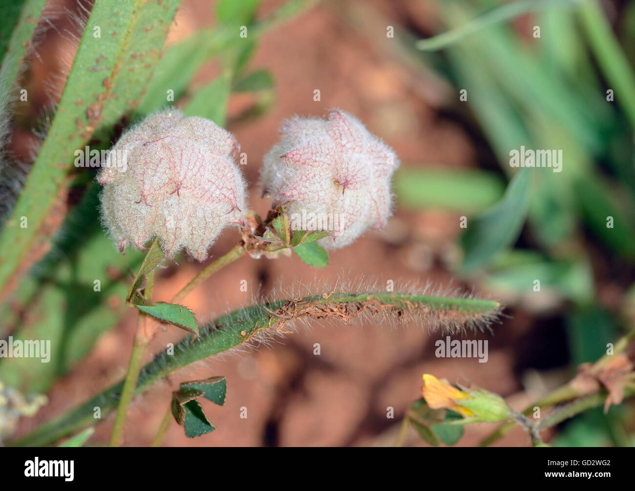 Reversed or Persian Clover - Trifolium resupinatum Small Mediterranean Flower Stock Photo