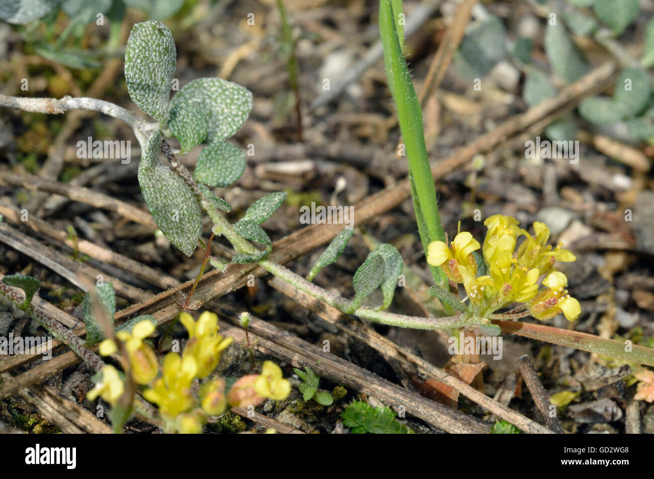 Alyssum akamasicum Rare Endemic Plant from Paphos & Akamas area of Cyprus Stock Photo