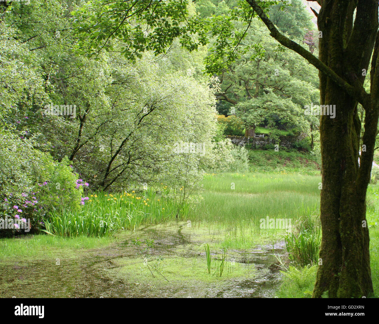 A Lakeland Pond near Grasmere Stock Photo