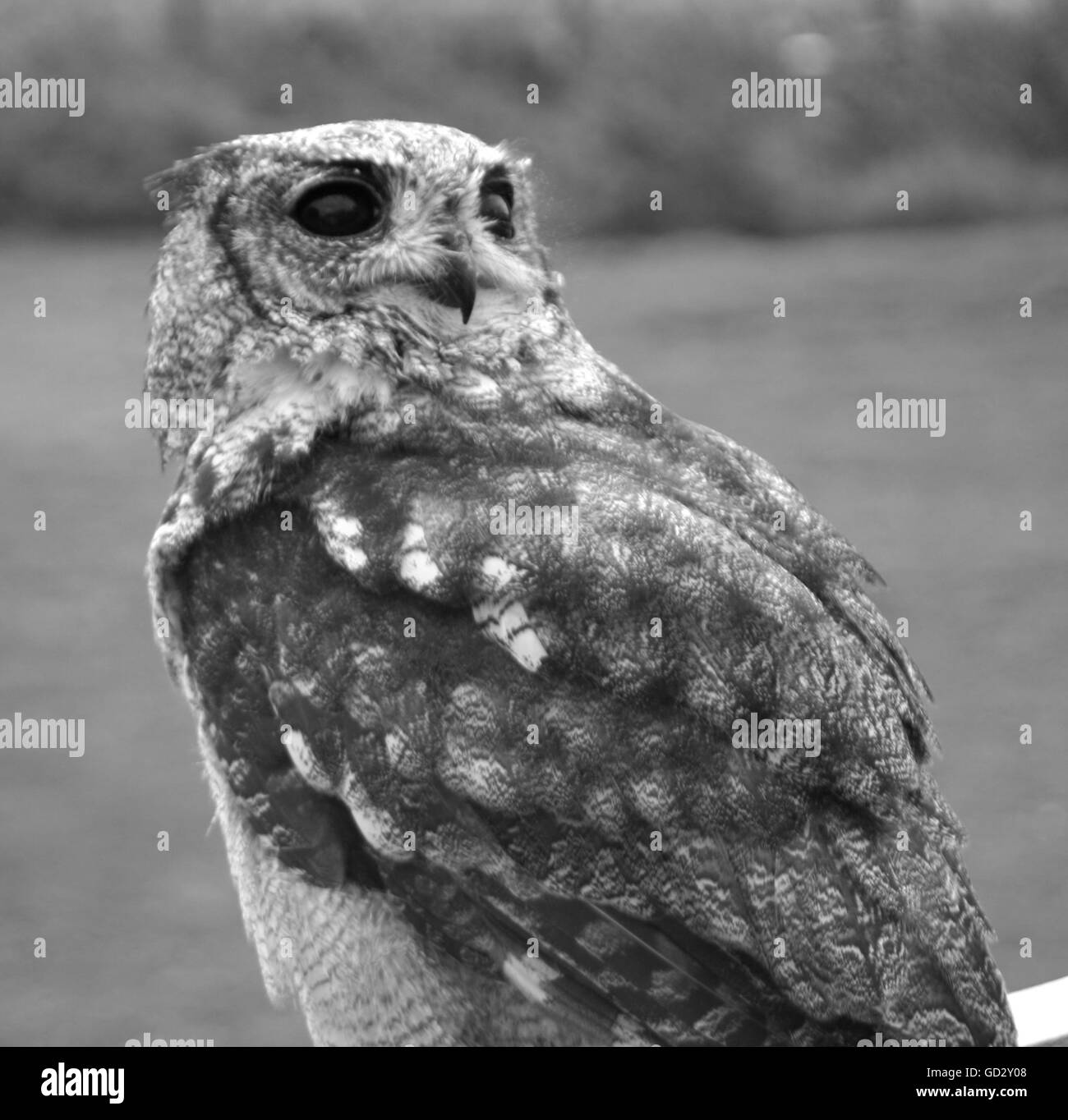 Study of a Tawny Owl in Black and White Stock Photo