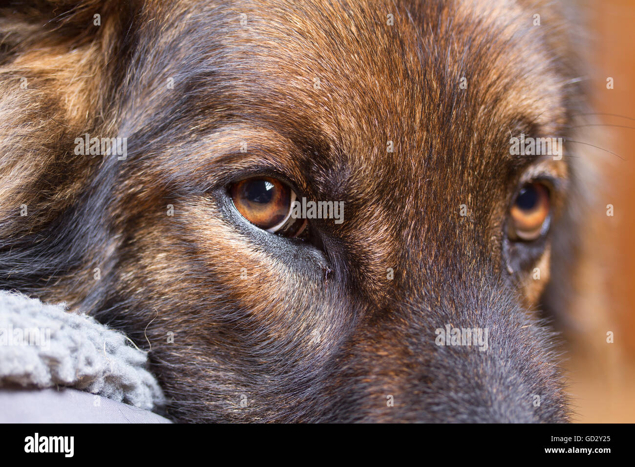 German Shepherd Dog or Alsatian dogs eyes looking at the camera, he is sable colored. Stock Photo