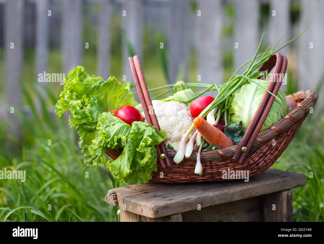Fresh organic vegetables in the basket in the garden Stock Photo - Alamy