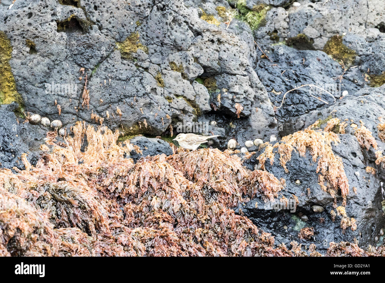 New Zealand pipit on Auckland Island, New Zealand subAntarctic Stock