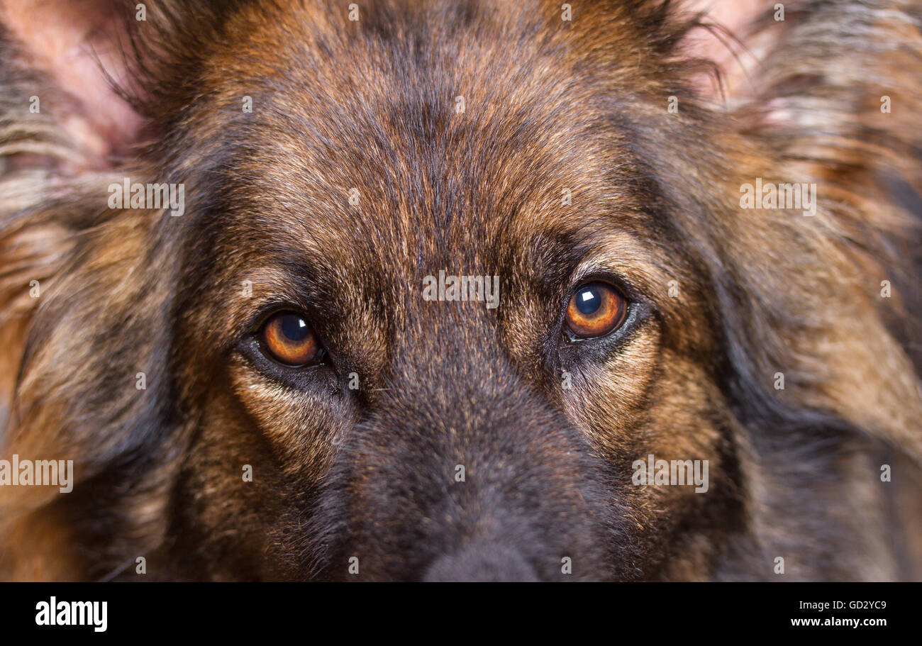 German Shepherd Dog or Alsatian dogs eyes looking at the camera, he is sable colored. Stock Photo