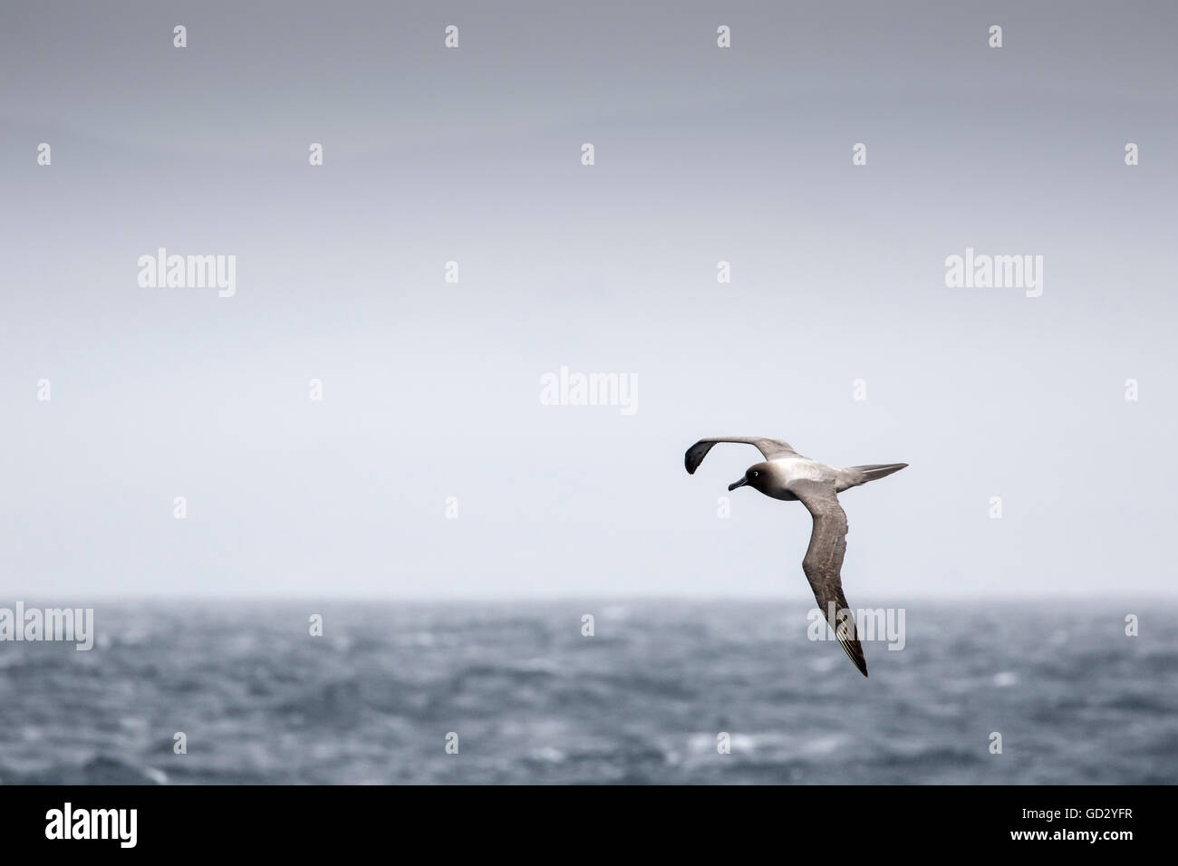 Auckland islands and albatross hi-res stock photography and images - Alamy