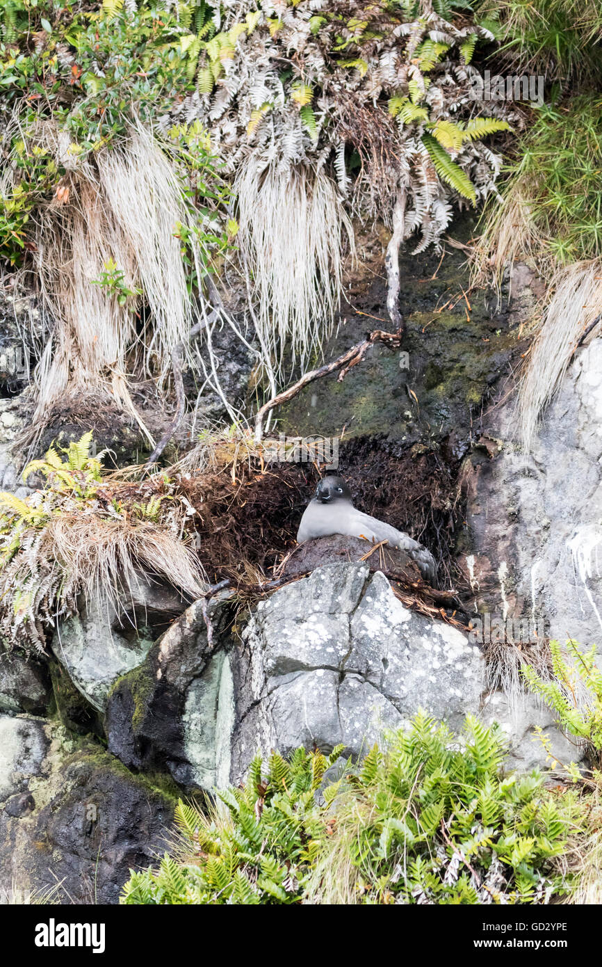 Auckland islands and albatross hi-res stock photography and images - Alamy