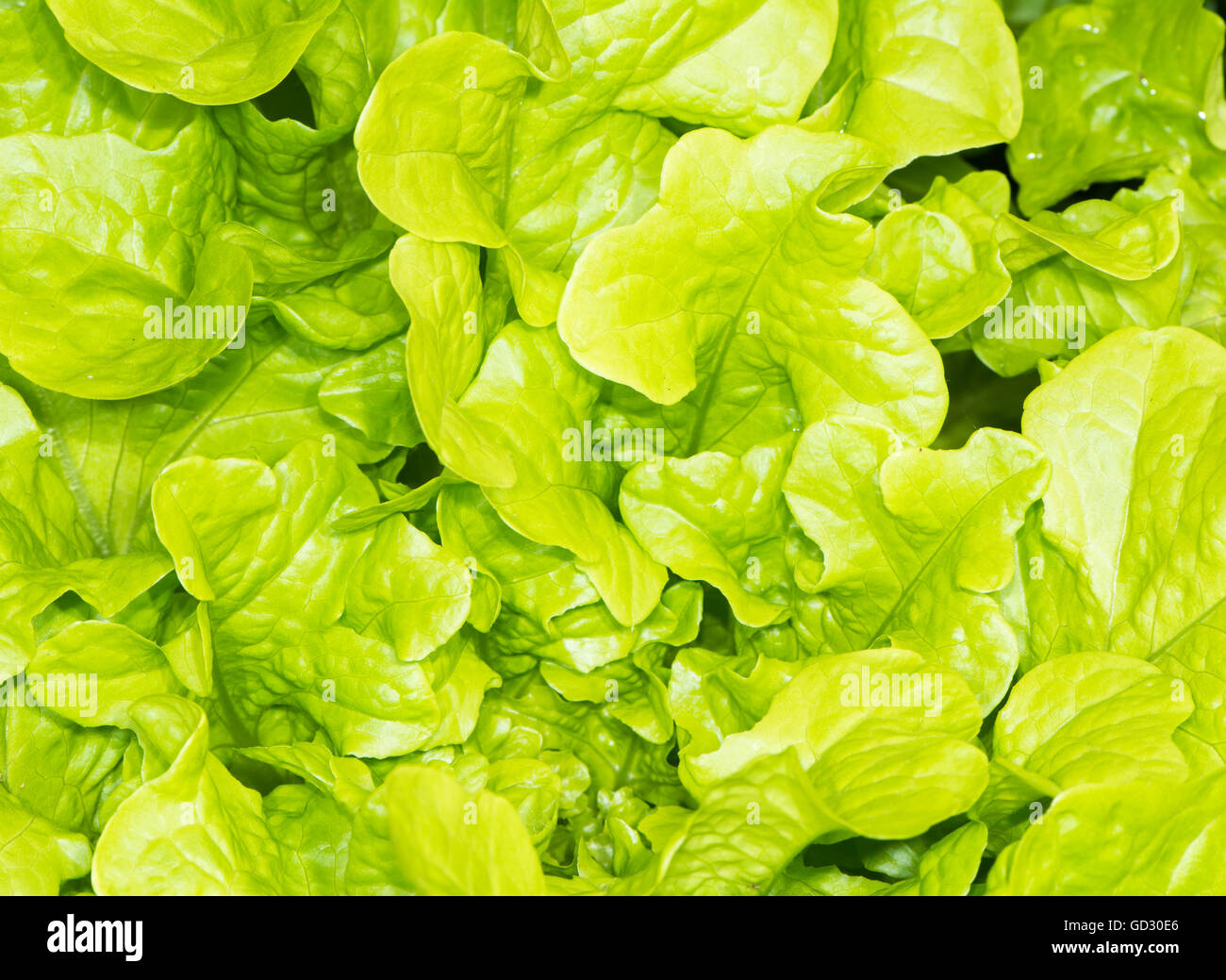 Background of fresh green salad leaves Stock Photo Alamy