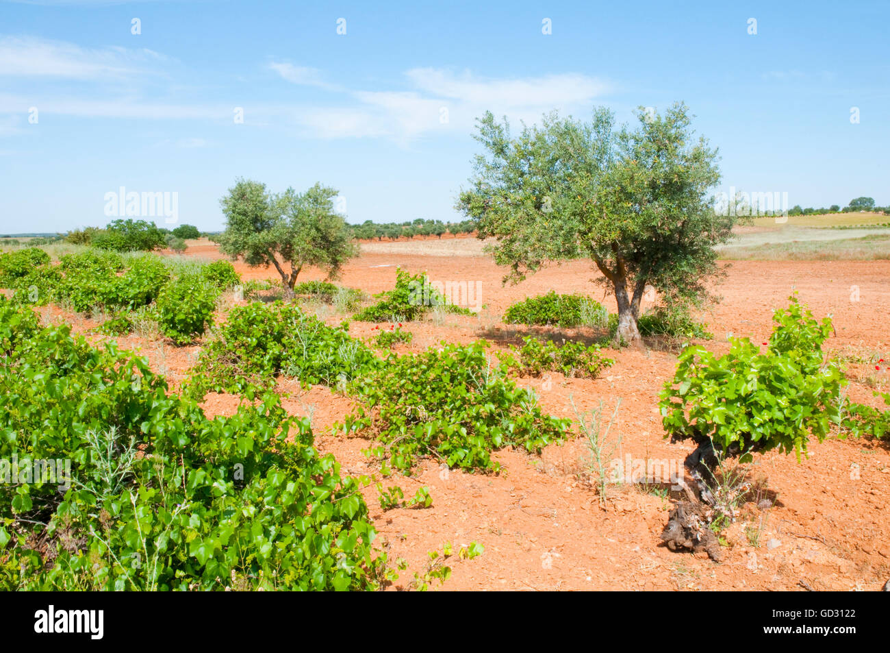 Vineyard and olive grove. Belmonte de Tajo, Madrid province, Spain. Stock Photo