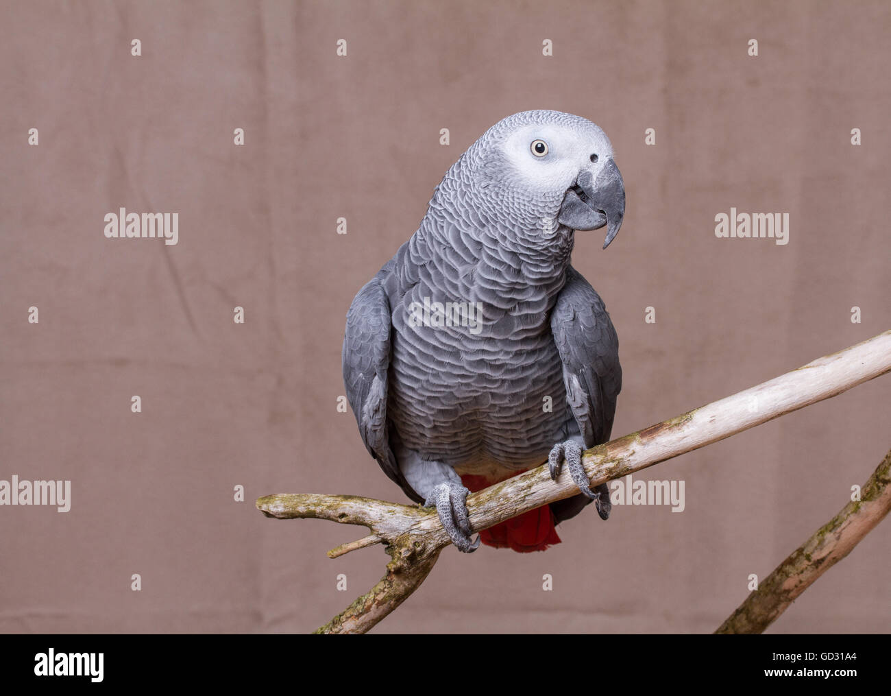 African Grey Parrot stood on natural wooden perch Stock Photo