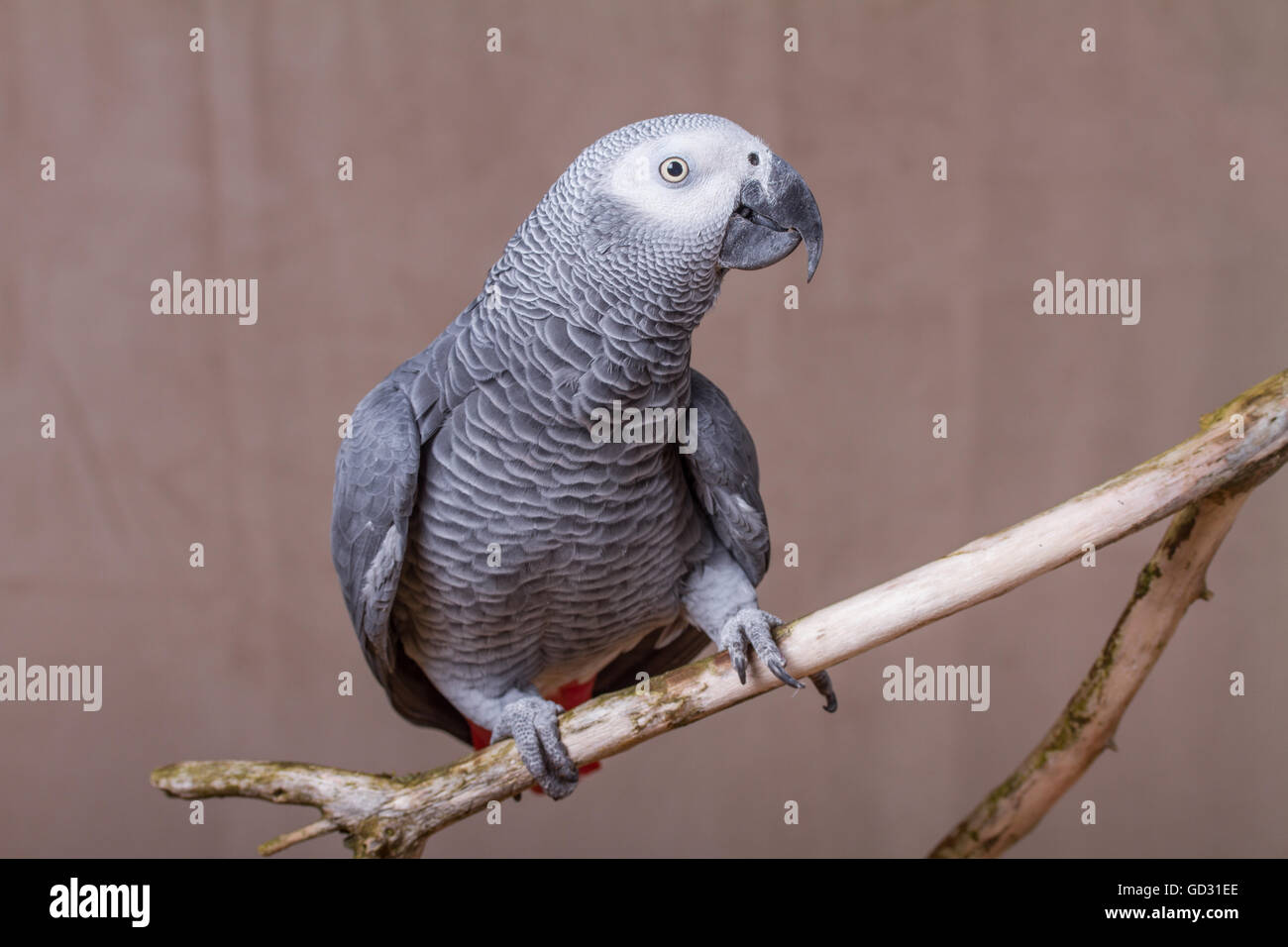 African Grey Parrot stood on natural wooden perch Stock Photo