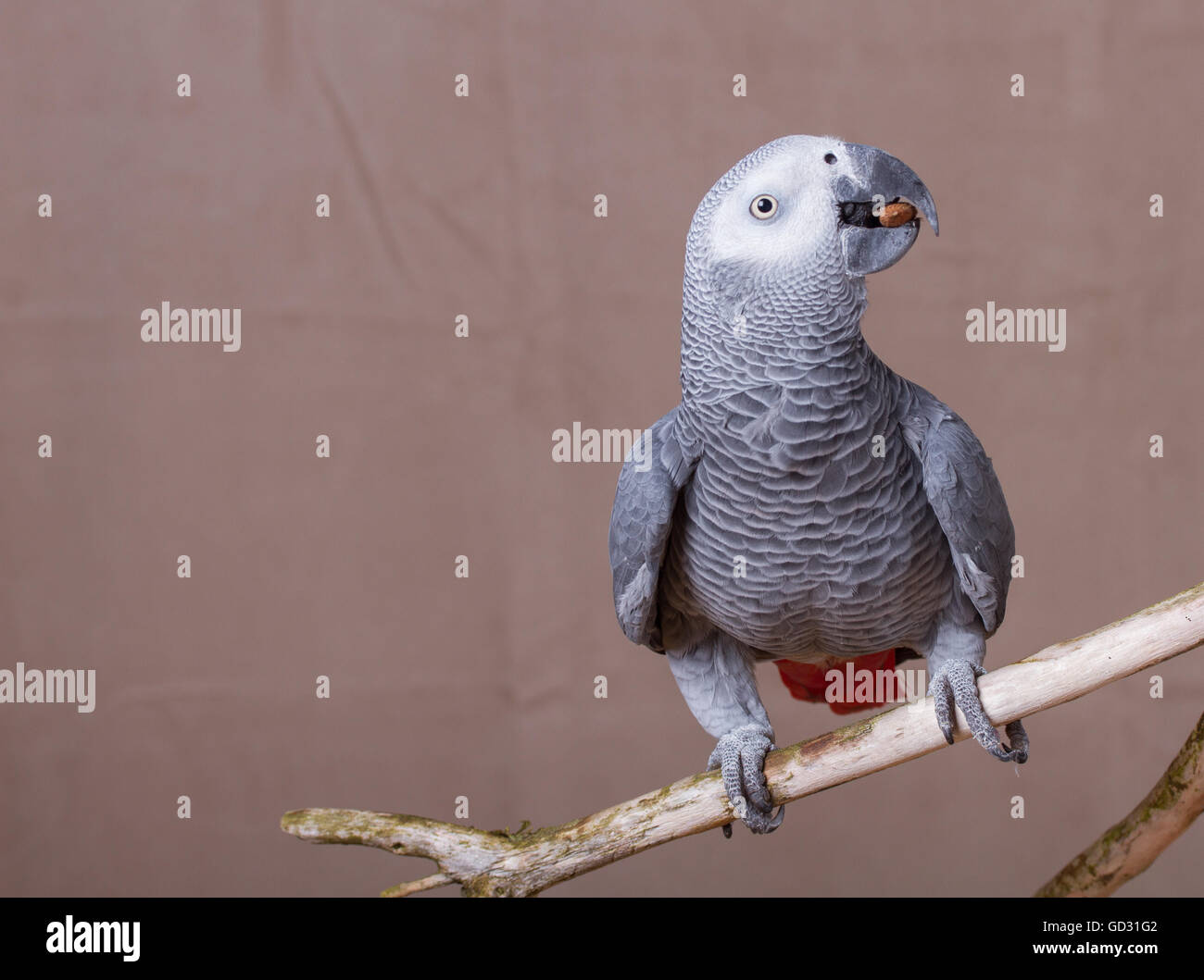 African Grey parrot eating a nut whilst perched on a wooden stick Stock  Photo - Alamy