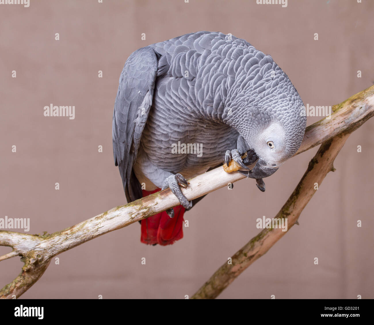 African grey parrot eating hires stock photography and images Alamy