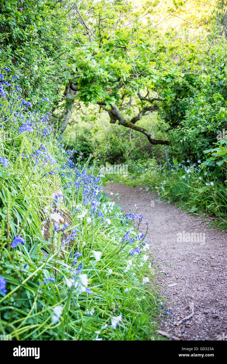 Bluebells in spring in the south coast cliff path, Guernsey Stock Photo