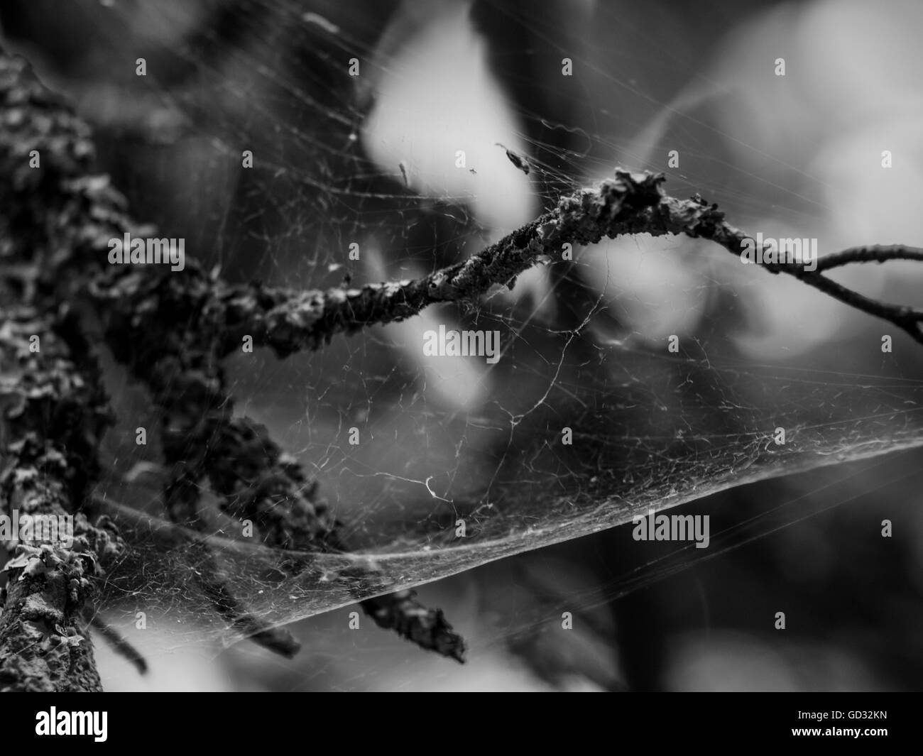 New Forest - B&W tree cobwebs Stock Photo - Alamy
