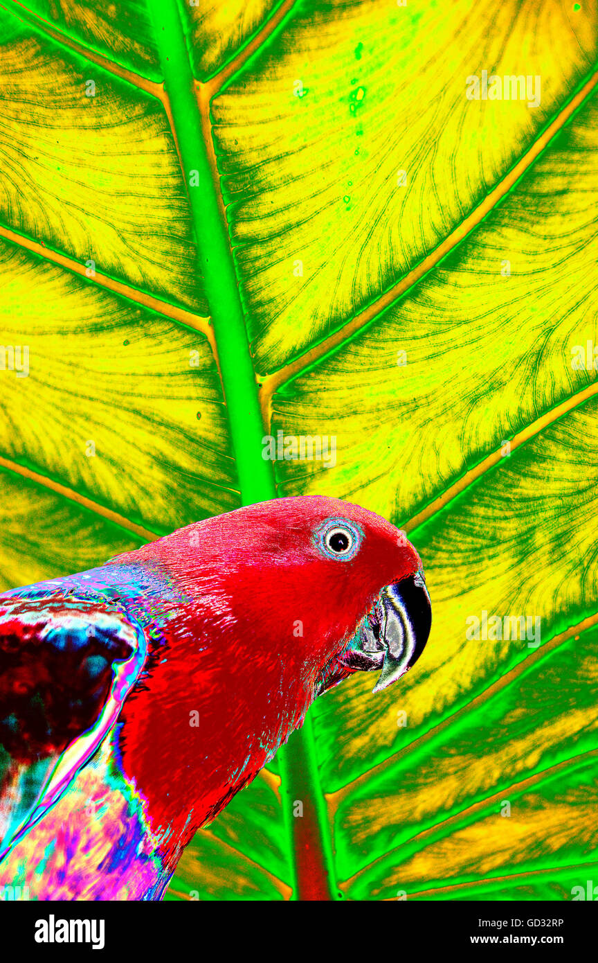 Tropical rainforest plants with a male Eclectus Parrot Stock Photo Alamy