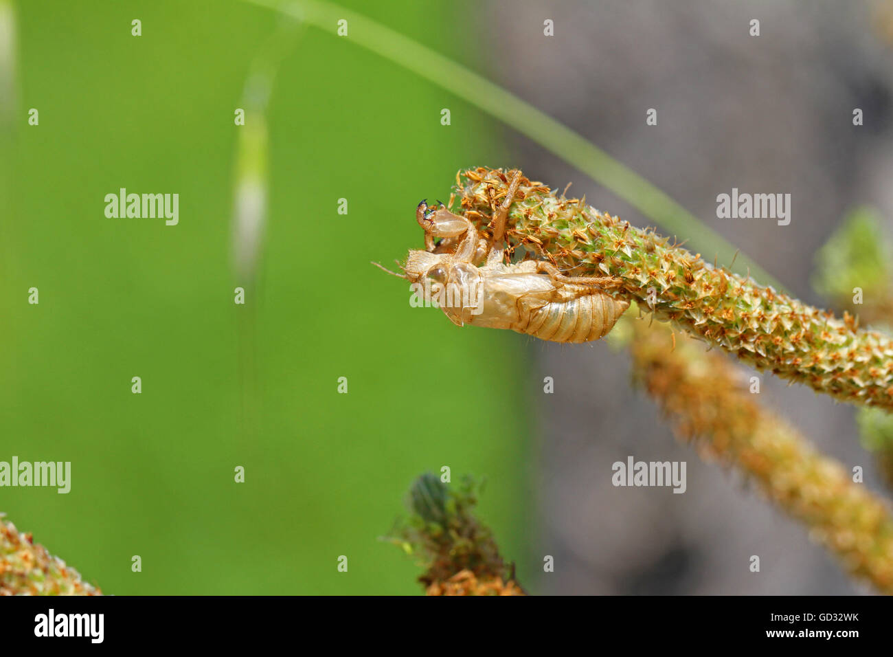 empty cicada shell or casing from a moulted cicada insect on grass in Italy hemiptera cicadidae by Ruth Swan Stock Photo