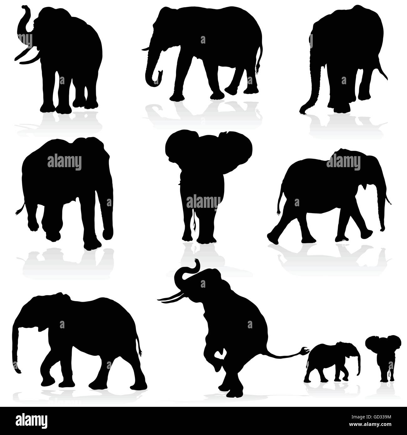 Elephant tusk art Black and White Stock Photos & Images - Alamy