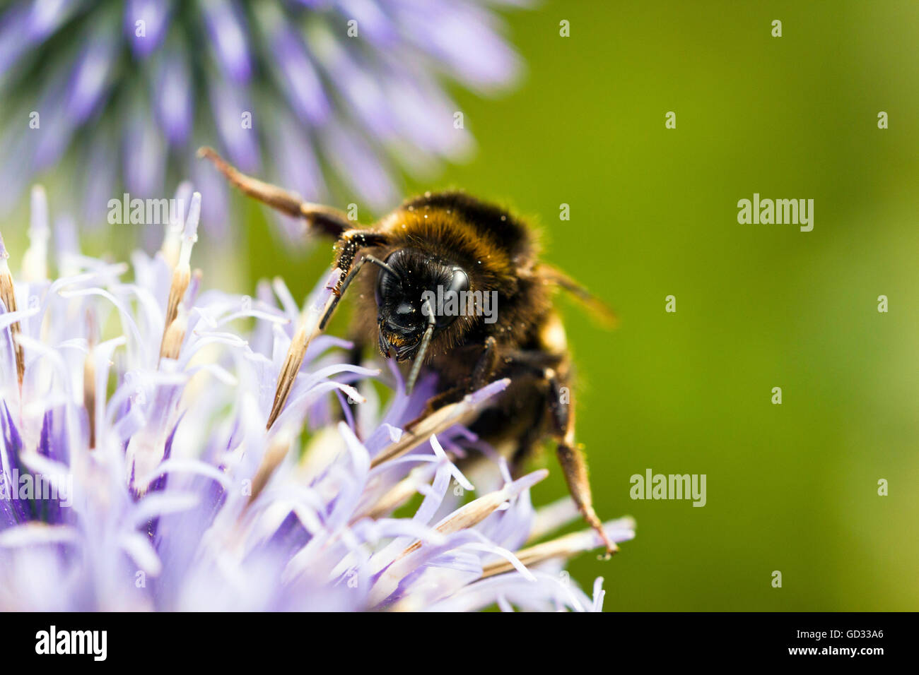 Close-up of bee on a flower Stock Photo