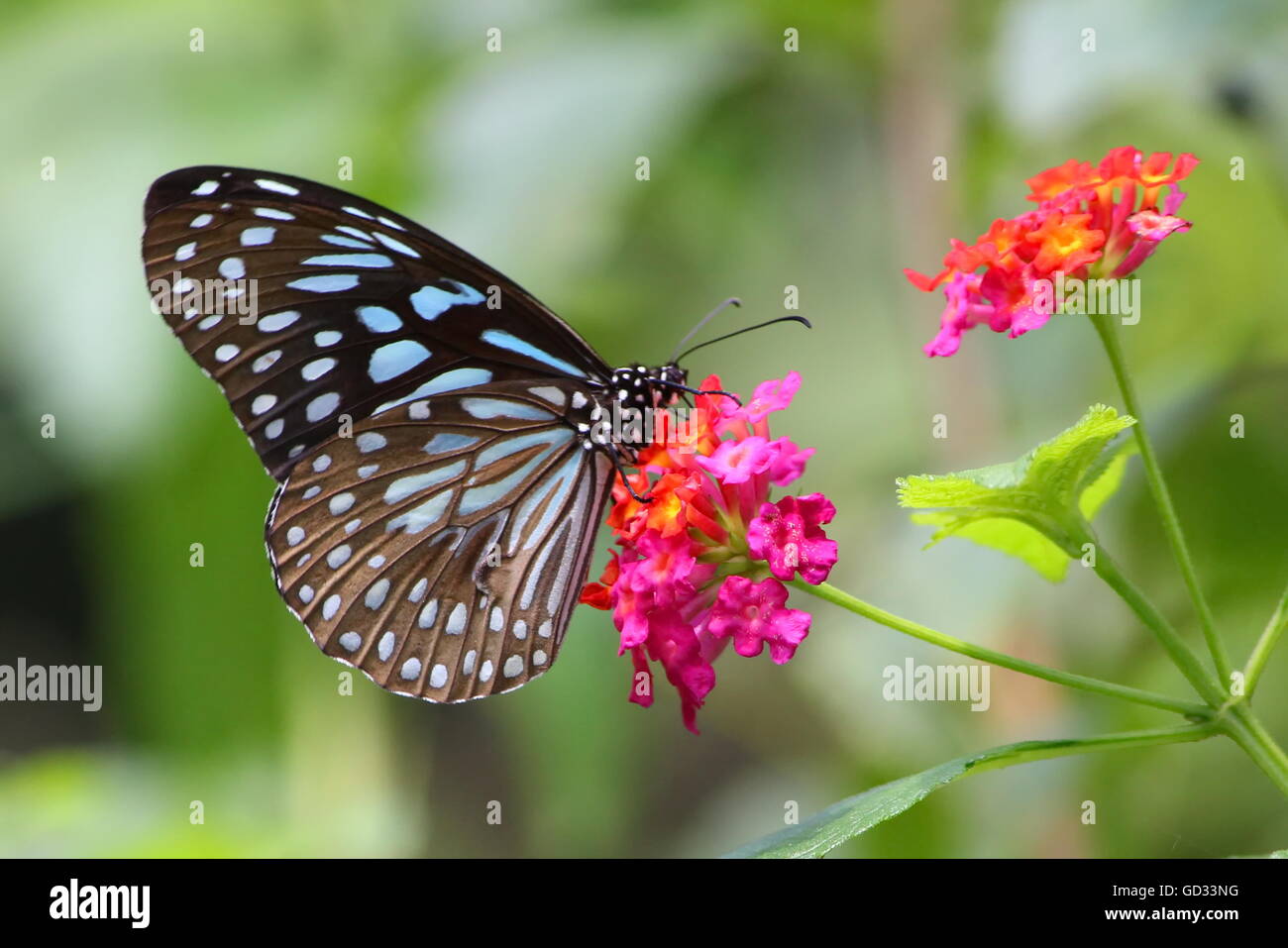 Dark Blue Tiger Butterfly Stock Photo Alamy