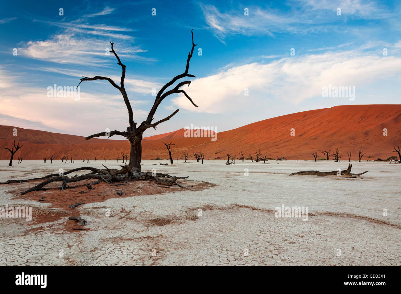 Dead trees and red dunes in Sossusvlei, Namibia Stock Photo