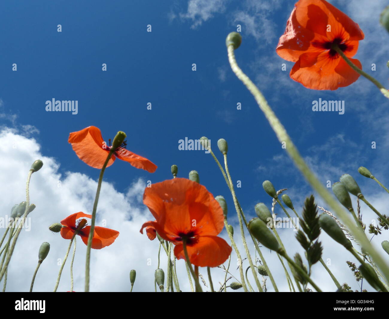 blossoming wild poppy with blue sky Stock Photo - Alamy