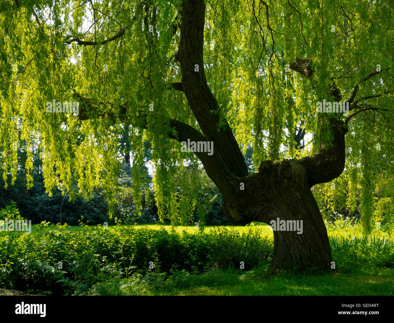 Willow tree genus Salix a deciduous tree growing next to a stream with sunlight through the branches Stock Photo