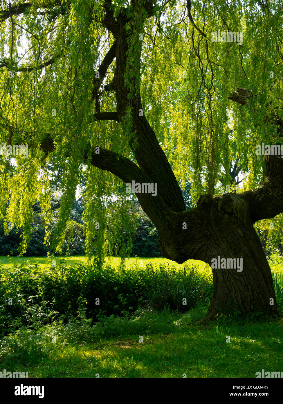 Willow tree genus Salix a deciduous tree growing next to a stream with sunlight through the branches Stock Photo