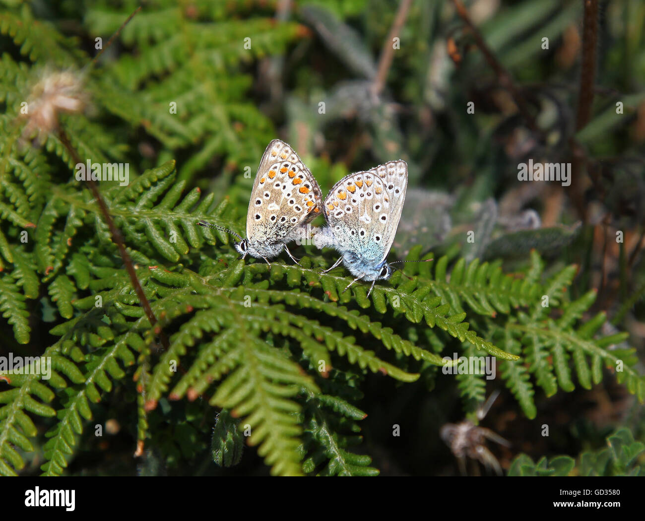 Common Blue Butterflies Mating, Polyommatus icarus, Darland Banks, Kent UK,  pair together, on Sainfoin flower Stock Photo - Alamy