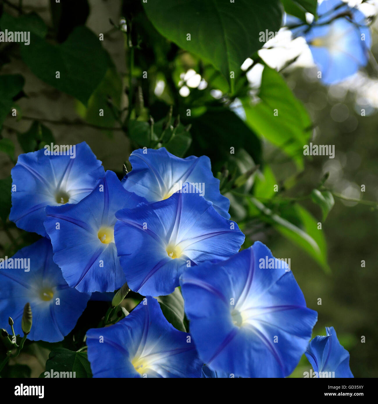 Blue Bindweed ( Convolvulus sabatius ) Flower Stock Photo