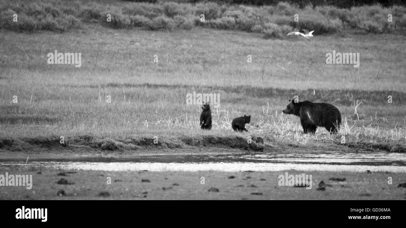 Mother grizzly bear with her cubs in a meadow Stock Photo - Alamy