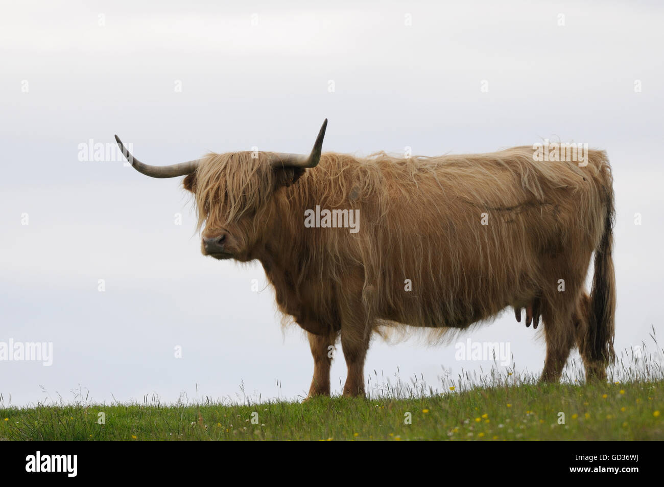 Highland cow. Mull of Oa, Islay, Inner Hebrides, Argyll, Scotland, UK. Stock Photo