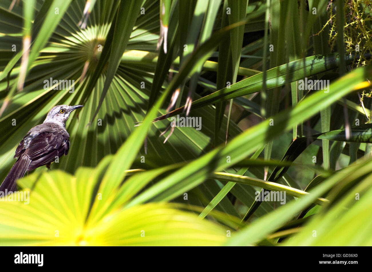 Beautiful Small Brown Bird Perched in Lush Tropical Sunny Green and Yellow Plants with Detailed Shadows in Mexico Stock Photo