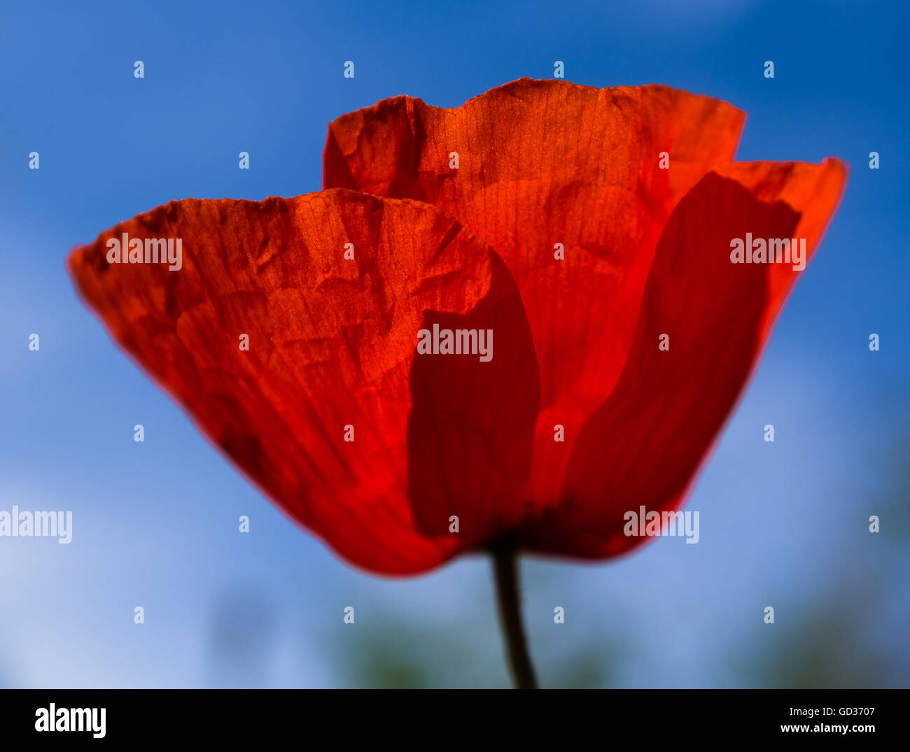 One red poppy isolated on white background Stock Photo - Alamy