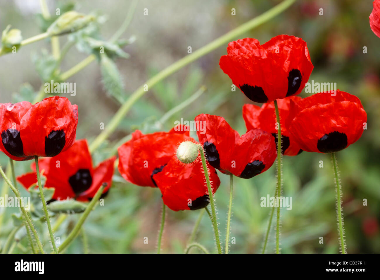 Black spotted bright red poppy flowers of the annual Papaver commutatum 'Ladybird' Stock Photo