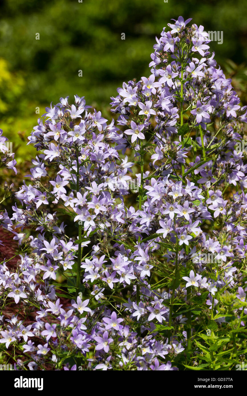 Massed pale lilac starry summer flowers of the hardy perennial, Campanula lactiflora 'Loddon Anna' Stock Photo