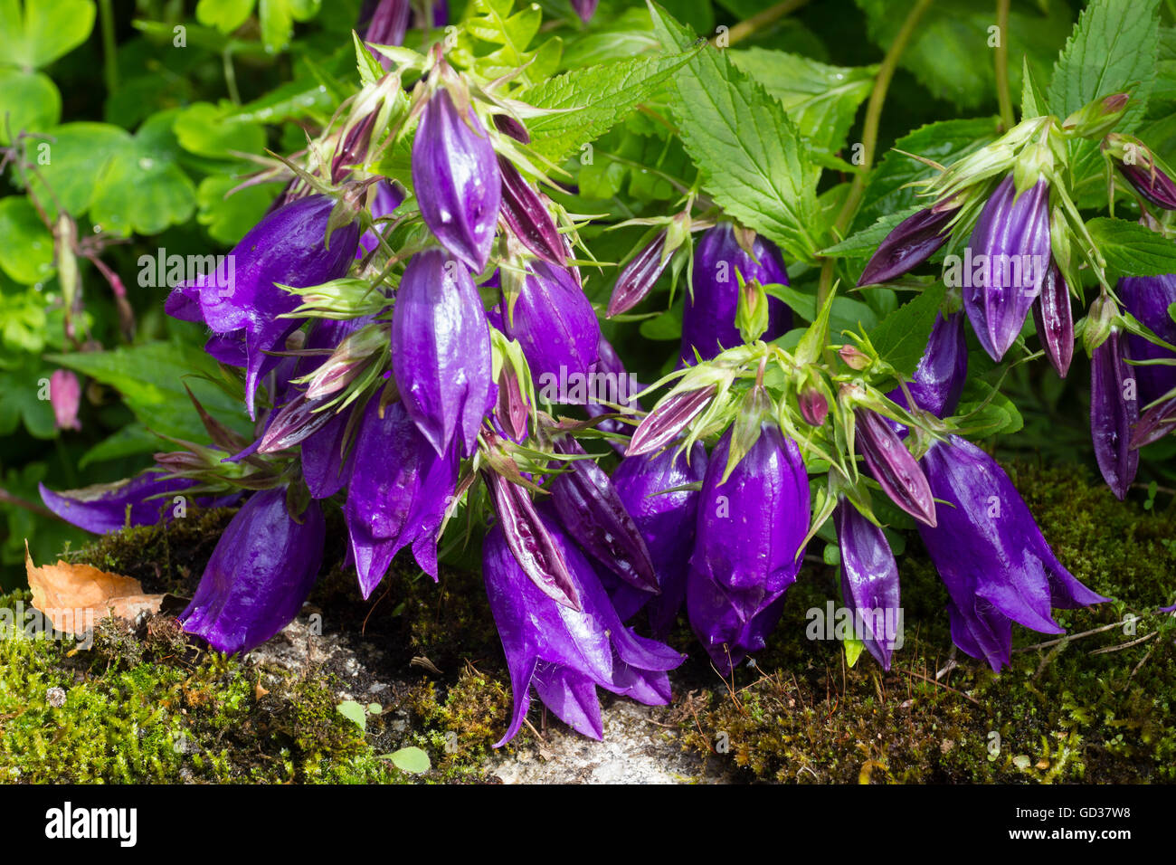 Purpleblue bell flowers of Campanula 'Sarastro' hang from tall stems in a midsummer garden