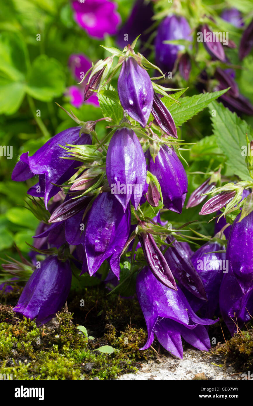 Purpleblue bell flowers of Campanula 'Sarastro' hang from tall stems