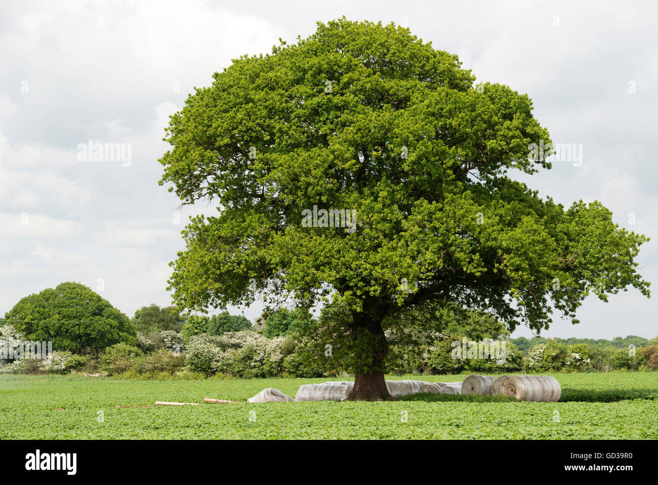 Oak tree in the middle of a field of potatoes, Shottisham, Suffolk, UK. Stock Photo