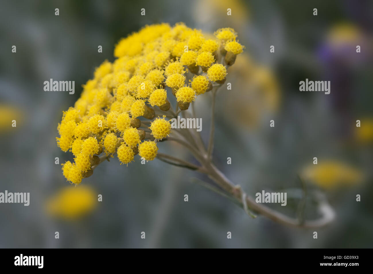 helichrysum flowers on a blurred background Stock Photo