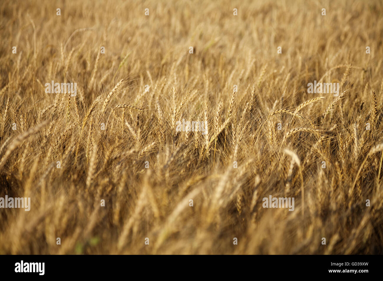field of rye in Ukraine Stock Photo - Alamy